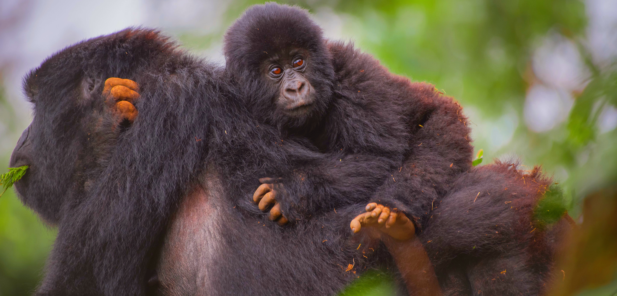 Rwanda Safaris