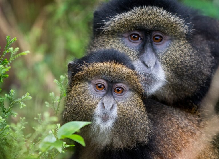 4 Days Luxury Gorilla Trekking & Golden Monkeys, Rwanda