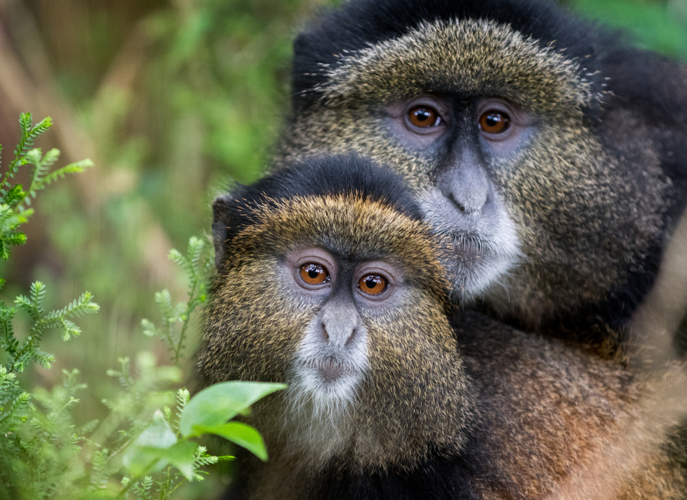 Gorillas & Golden Monkeys