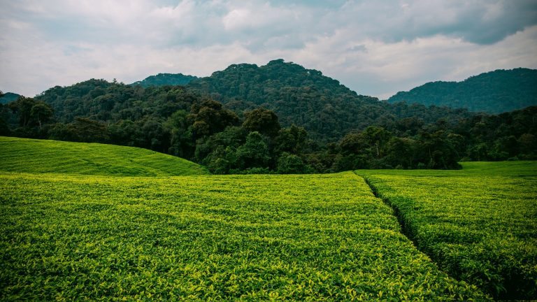 8 Days Luxury Rwanda Primate Safari - Gorillas & Chimpanzees