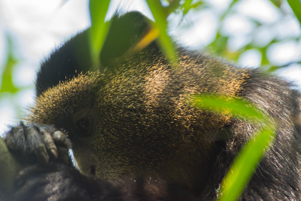 Gorilla Trekking and Dian Fossey Hike