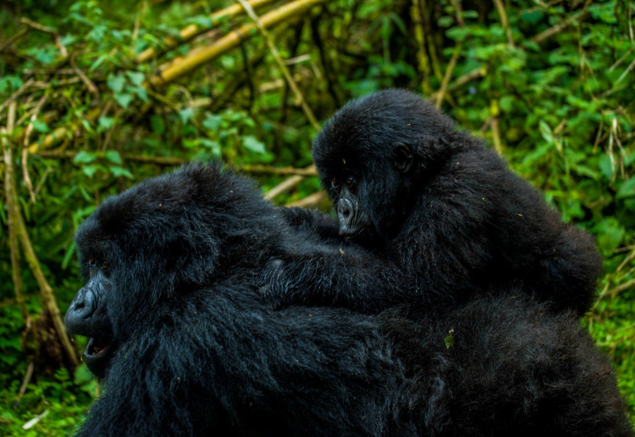 Gorilla Trekking Rules in Rwanda