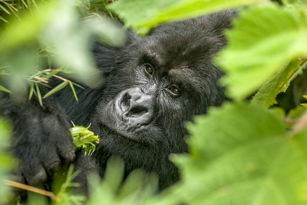 Mountain gorillas in the wild in Rwanda