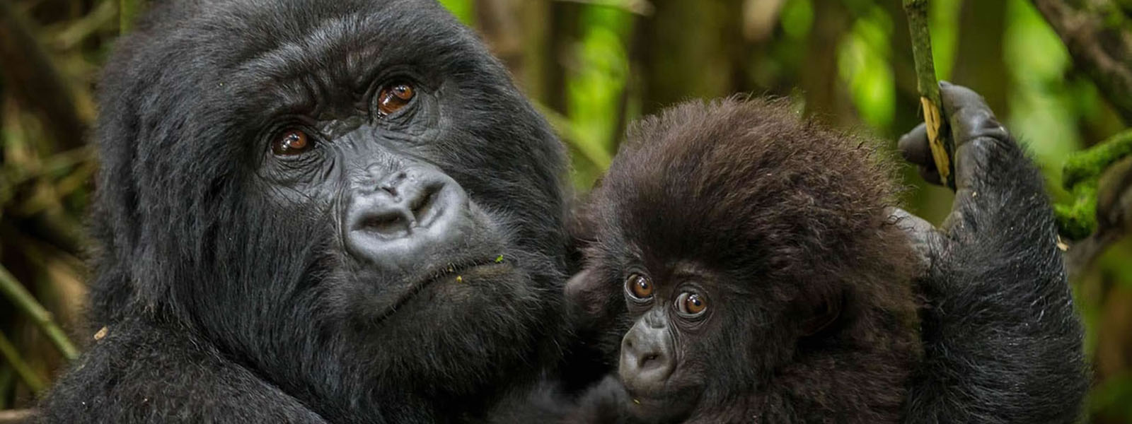 Gorilla Families Available for Trekking in Rwanda
