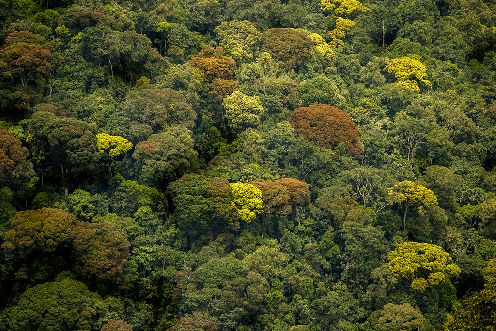 The Impact of Gorilla Trekking on Conservation