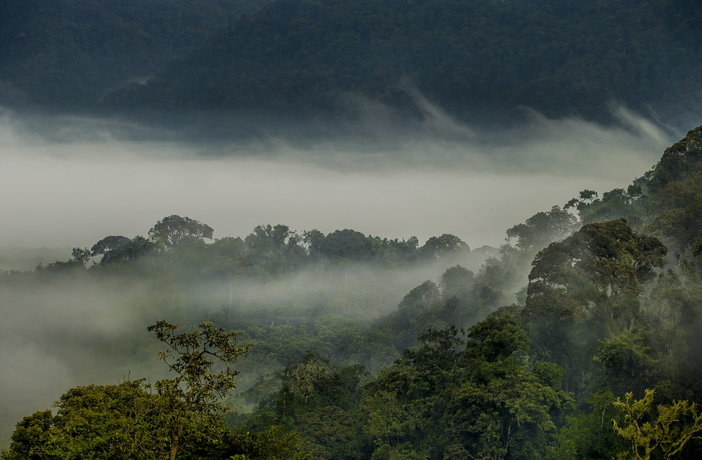 Gorilla Trekking Checklist