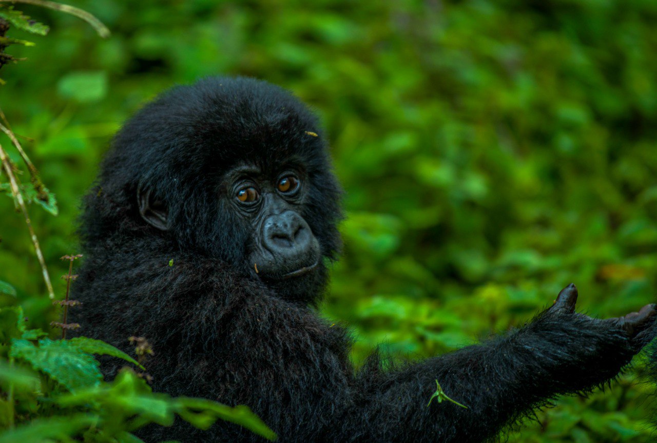 A mountain gorilla in Volcanoes National Park, Rwanda